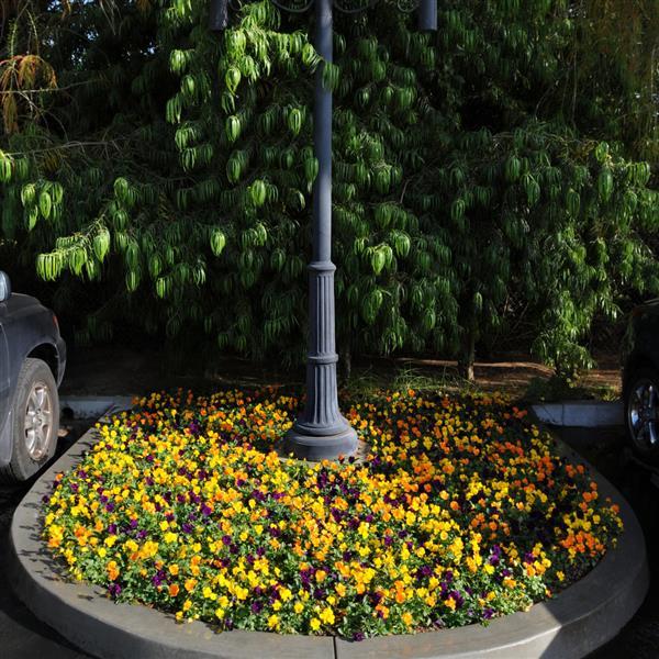 Sorbet® XP Harvest Mixture Viola - Commercial Landscape 1