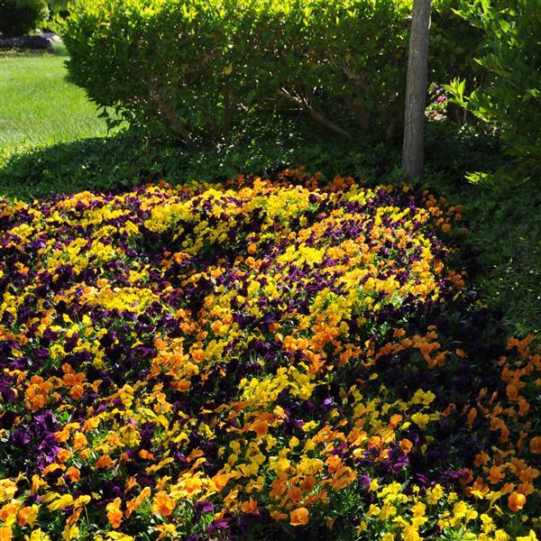 Sorbet® XP Harvest Mixture Viola - Landscape