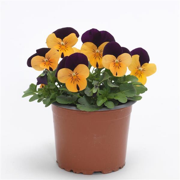 Sorbet® XP Orange Jump Up Improved Viola - Container