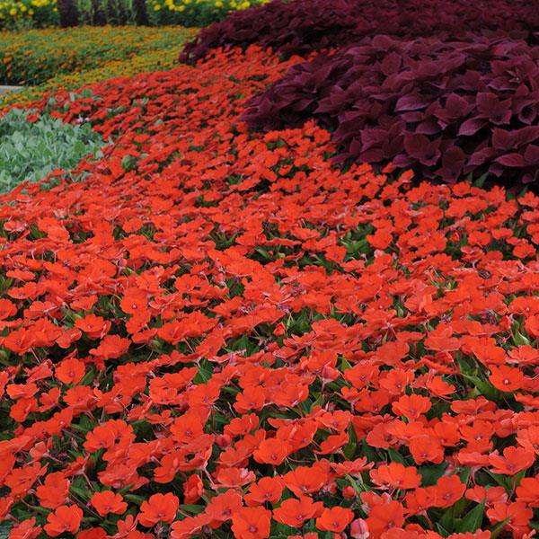 SunPatiens® Compact Electric Orange Impatiens - Landscape