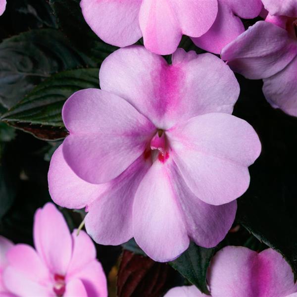 SunPatiens® Compact Lavender Impatiens - Bloom