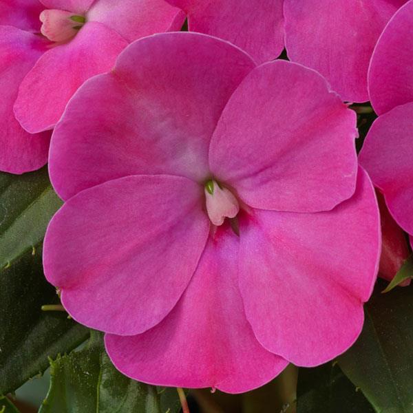 SunPatiens® Compact Lilac Impatiens - Bloom