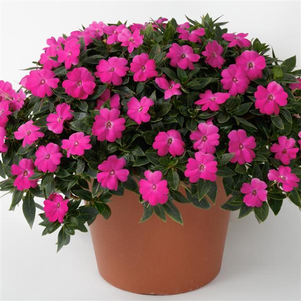 SunPatiens® Compact Lilac Impatiens - Container