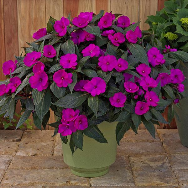 SunPatiens® Compact Purple Impatiens - Container