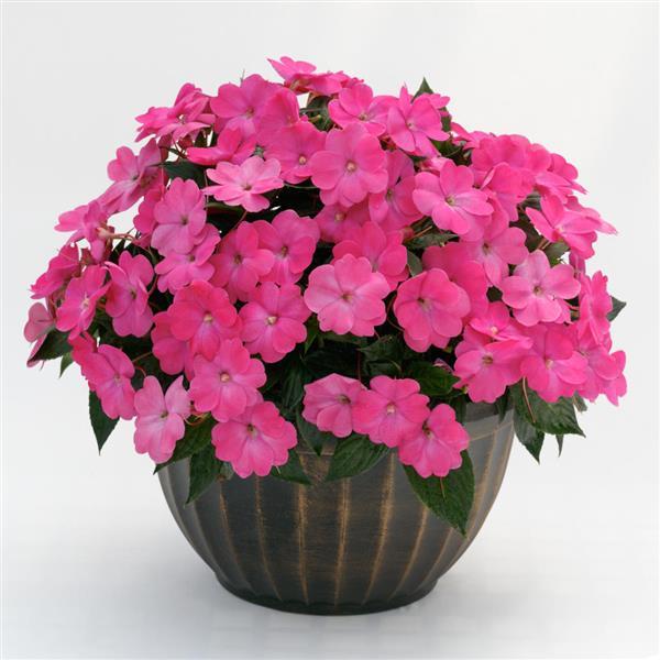 SunPatiens® Compact Hot Pink Impatiens - Container