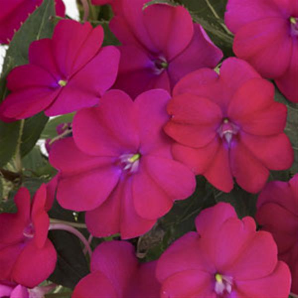 SunPatiens® Compact Royal Magenta Impatiens - Bloom