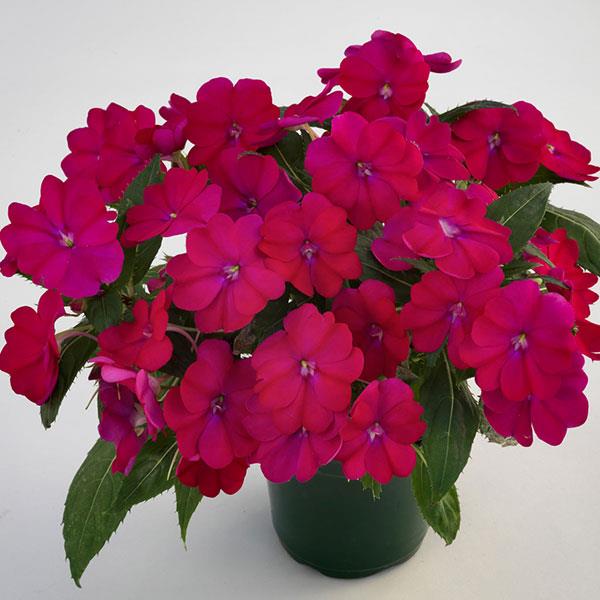 SunPatiens® Compact Royal Magenta Impatiens - Container