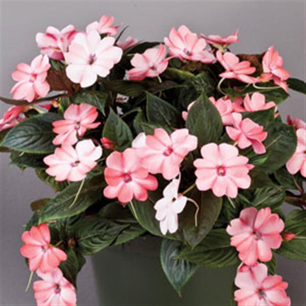 SunPatiens® Compact Blush Pink Impatiens - Container