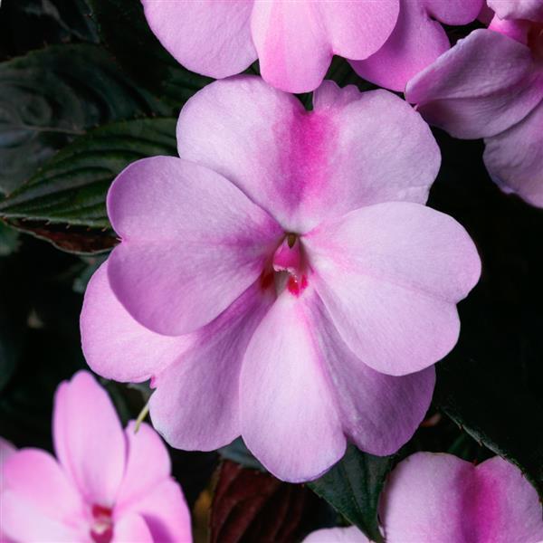 SunPatiens® Compact Lavender Splash Impatiens - Bloom