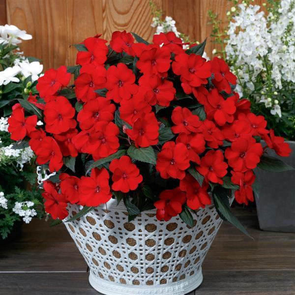 SunPatiens® Compact Deep Red Impatiens - Container