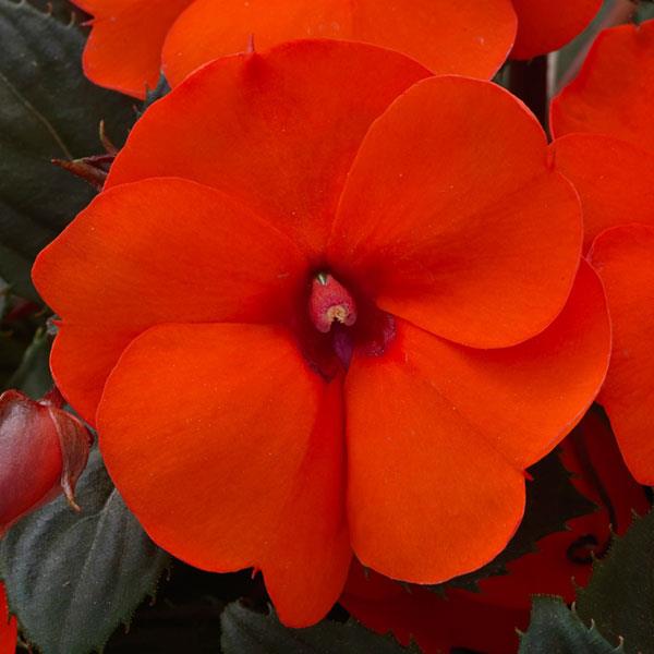 SunPatiens® Compact Hot Coral Impatiens - Bloom