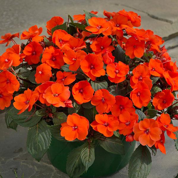 SunPatiens® Compact Hot Coral Impatiens - Container