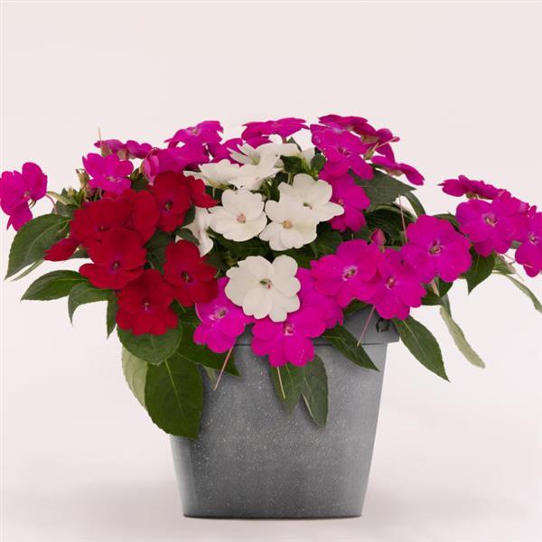 SunPatiens® Compact Best Friends Mix Impatiens - Bloom