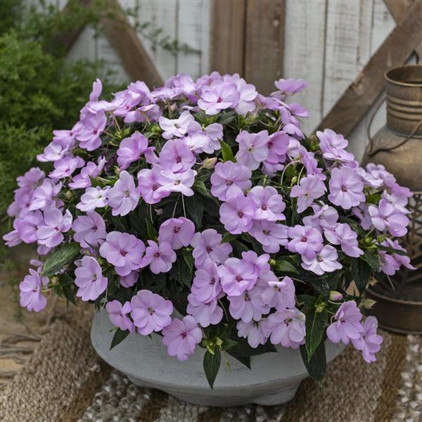 SunPatiens® Compact Orchid Blush Impatiens - Container