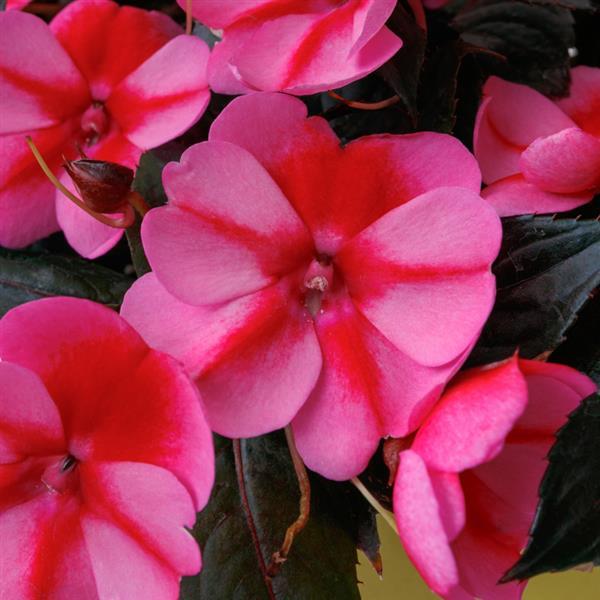 SunPatiens® Compact Red Candy Impatiens - Bloom