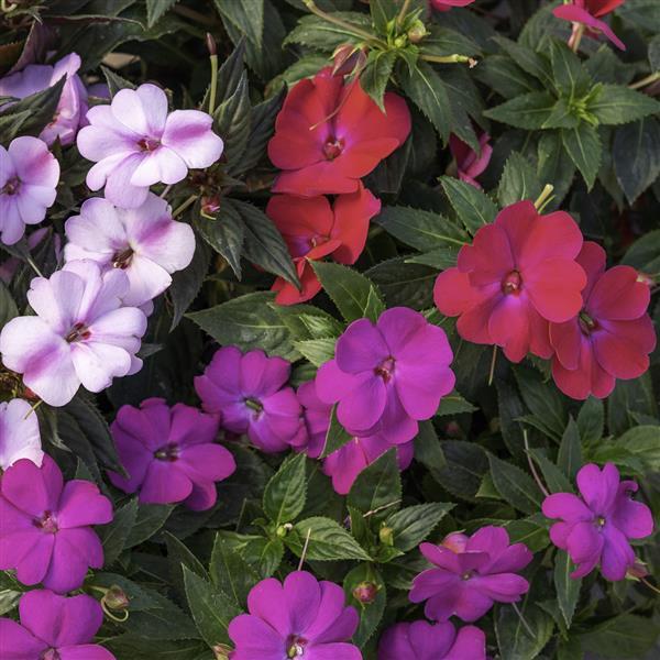 SunPatiens® Compact Pink Beryl Mix Impatiens - Bloom