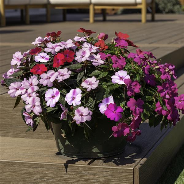 SunPatiens® Compact Pink Beryl Mix Impatiens - Container