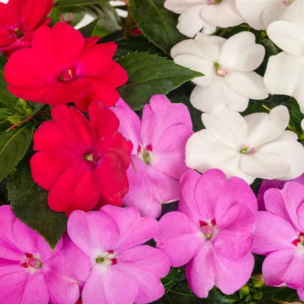 SunPatiens® Compact Boombox Boogie Mix Impatiens - Bloom