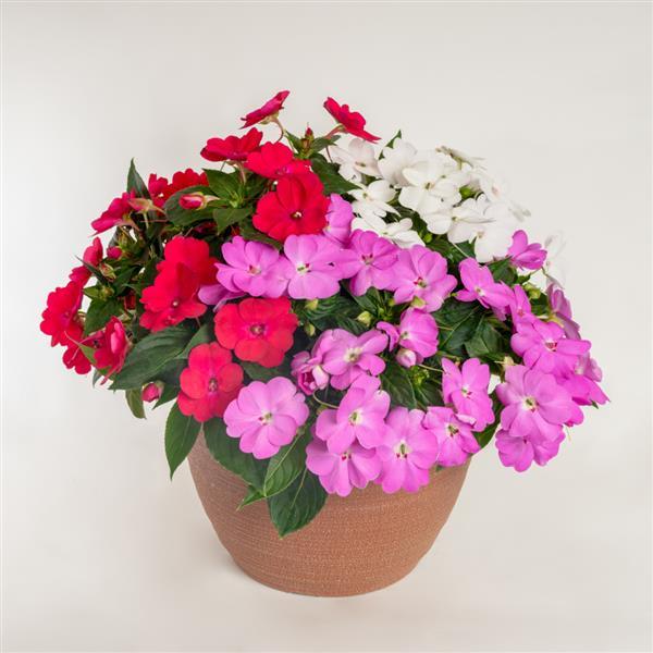 SunPatiens® Compact Boombox Boogie Mix Impatiens - Container