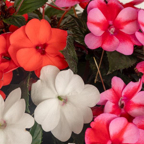 SunPatiens® Compact Pop Life Mix Impatiens - Bloom