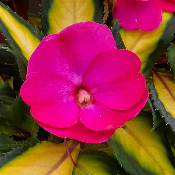 SunPatiens® Compact Tropical Rose V/L Impatiens - Bloom