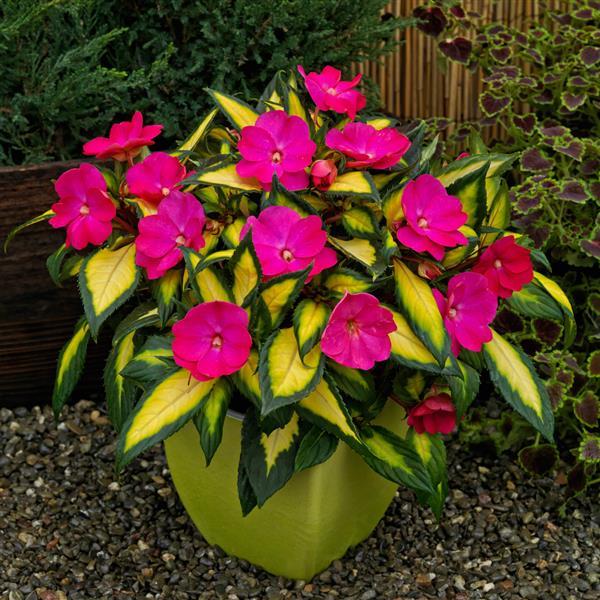 SunPatiens® Compact Tropical Rose V/L Impatiens - Container