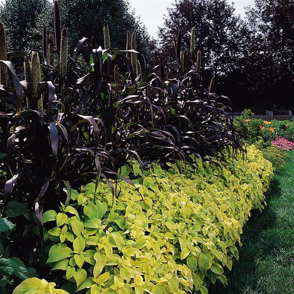 Wizard® Golden Coleus - Commercial Landscape 1