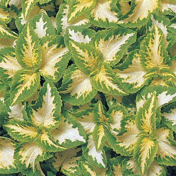 Wizard® Jade Coleus - Bloom