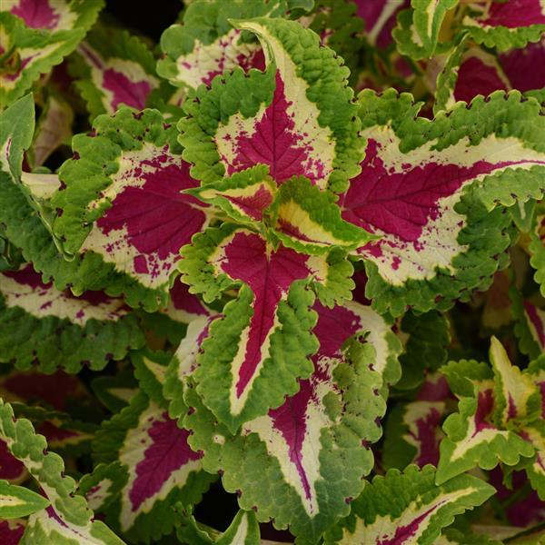 Wizard® Rose Coleus - Bloom