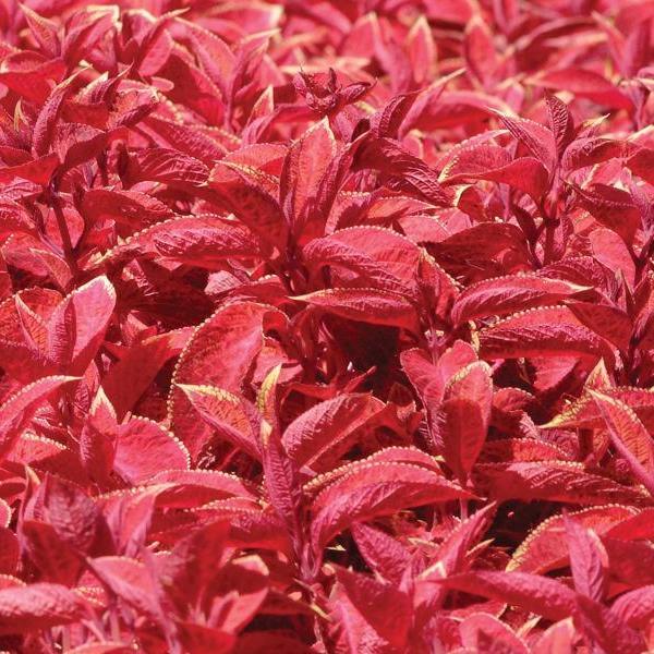 Wizard® Sunset Coleus - Bloom