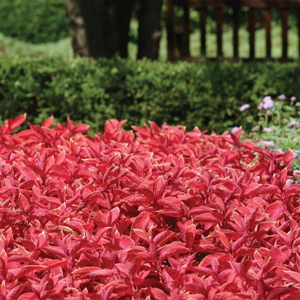 Wizard® Sunset Coleus - Landscape