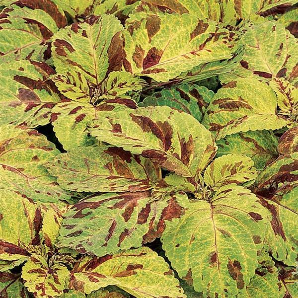 Wizard® Mosaic Coleus - Bloom