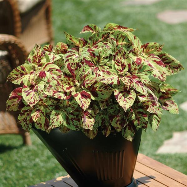 Wizard® Mosaic Coleus - Container