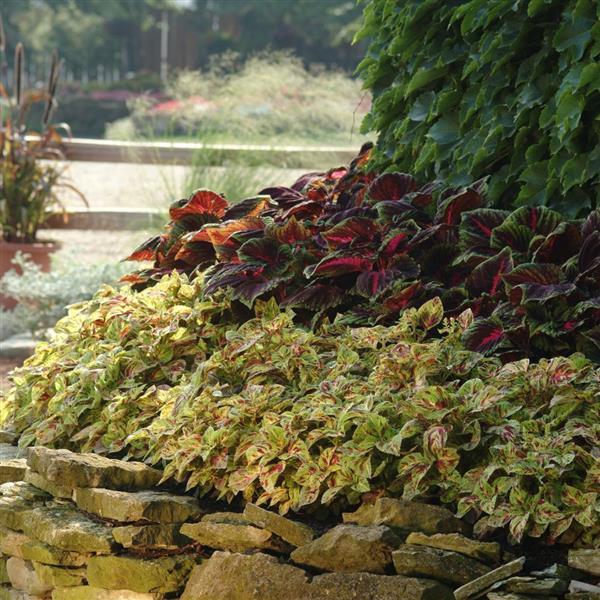 Wizard® Mosaic Coleus - Landscape