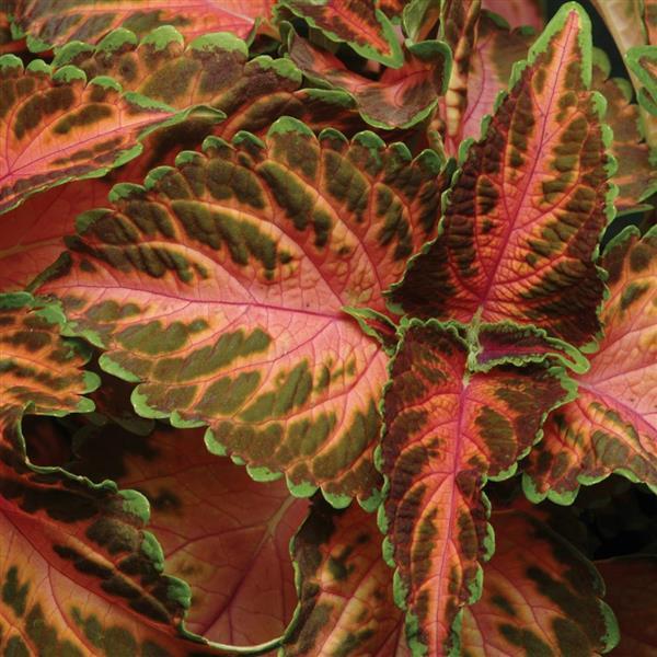 Wizard® Coral Sunrise Coleus - Bloom