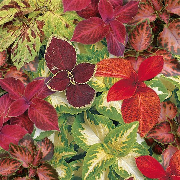 Wizard® Select Mixture Coleus - Bloom