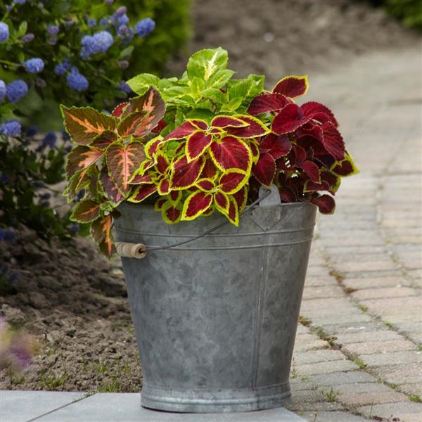 Wizard® Select Mixture Coleus - Container