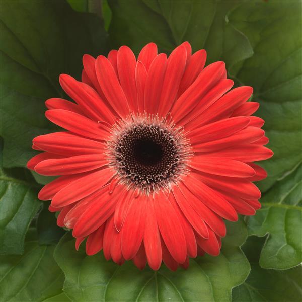 ColorBloom™ Watermelon with Dark Eye Gerbera - Bloom