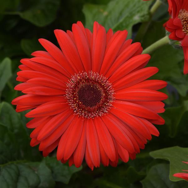 ColorBloom™ Red with Dark Eye Gerbera - Bloom