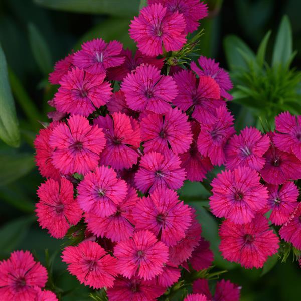 Jolt™ Cherry Interspecific Dianthus - Bloom