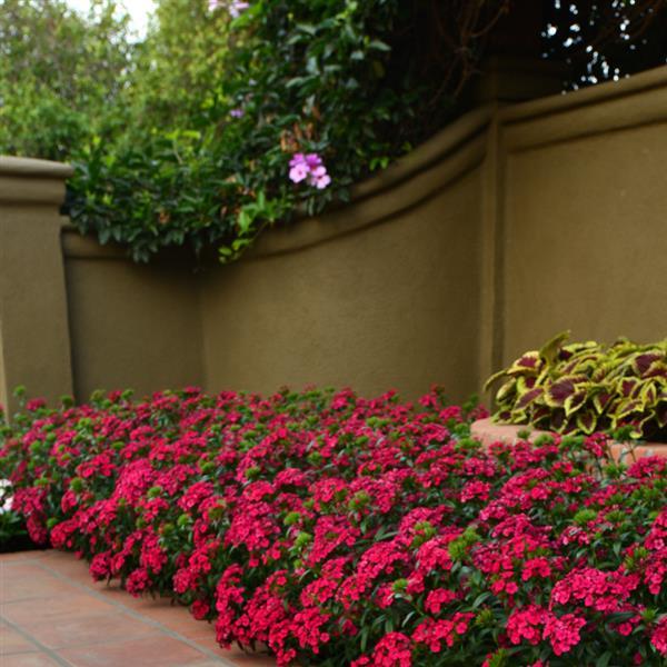 Jolt™ Cherry Interspecific Dianthus - Commercial Landscape 1