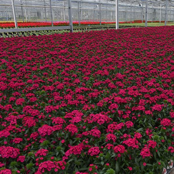 Jolt™ Cherry Interspecific Dianthus - Greenhouse