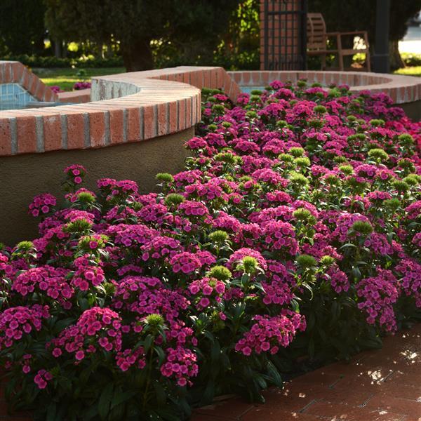 Jolt™ Pink Interspecific Dianthus - Commercial Landscape 2