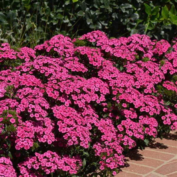 Jolt™ Pink Interspecific Dianthus - Commercial Landscape 3