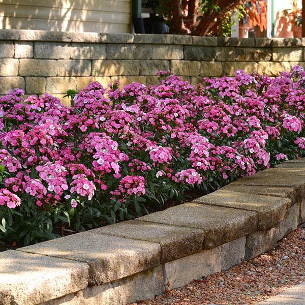 Jolt™ Pink Magic Interspecific Dianthus - Landscape