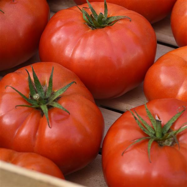 WonderStar™ Red Tomato - Container