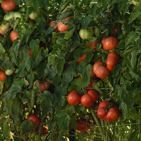 WonderStar™ Red Tomato - Garden