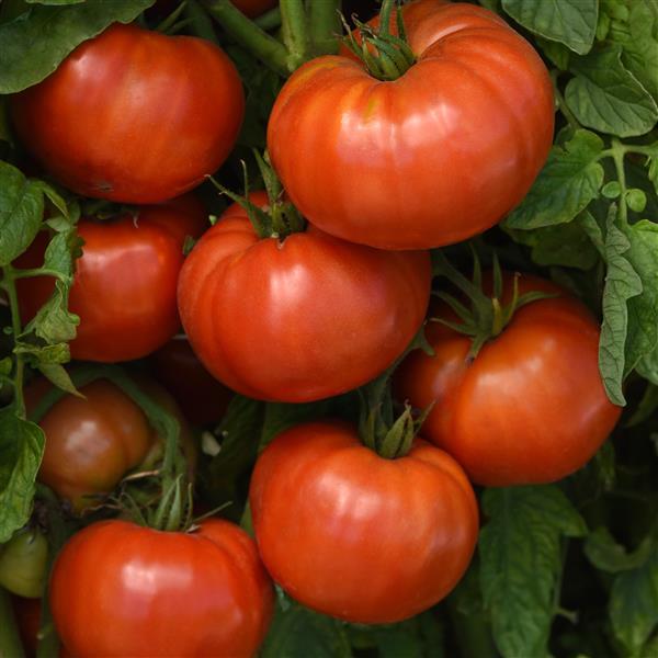 WonderStar™ Red Tomato - Vegetables