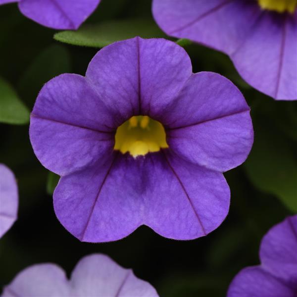 Conga™ Lavender Calibrachoa - Bloom