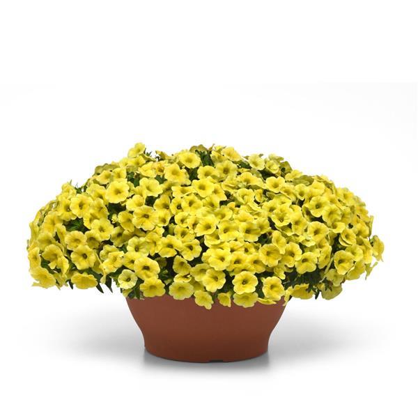 Conga™ Yellow Calibrachoa - Container